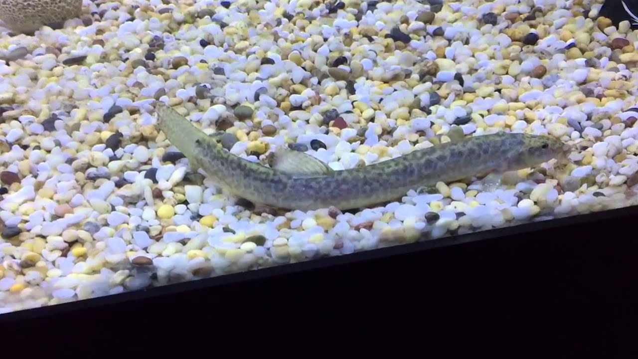 Indestructible fish, the Weather Loach - Banned!