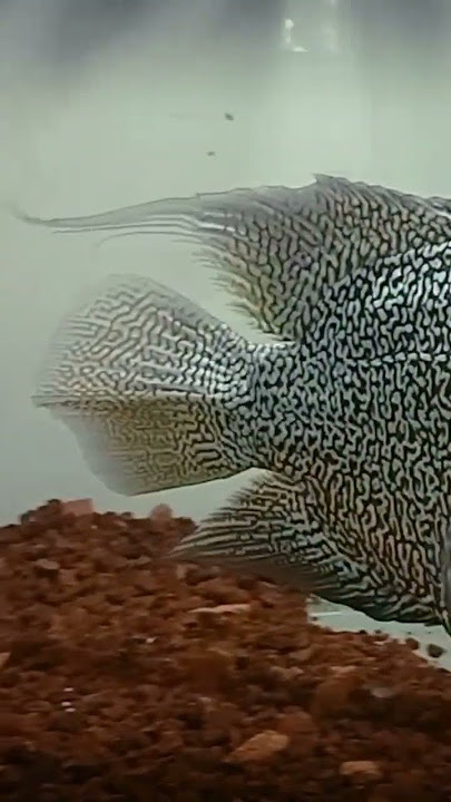 ikan louhan jenis cencu