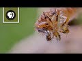 How Carnivorous Caterpillars Attack Their Prey