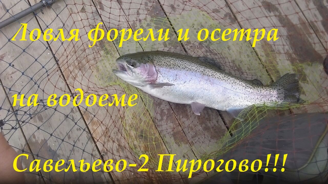 на что ловят осетра на платнике на что ловят осетра на платнике