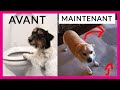 Mon chien tait propre et ne lest plus  explications