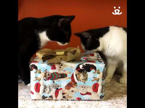 Adoptable #pets opening #holiday presents will warm your #heart