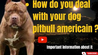 pitbull americain : How do you deal with them ? Learn important information about it. by Animals World 4k 167 views 10 months ago 19 minutes