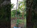 gratidão pelo dia de hj #agroecologia #agriculturaregenerativa #brasil #sitio  🌀🍃💨🌍🔥
