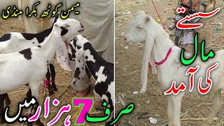 Bakray 7 Hazar Ma | Memon Goth mandi | Bakra mandi 2023 karachi | Sasti Mandi August 9, 2023