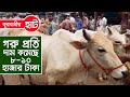 গরু প্রতি দাম কমেছে ৮-১০ হাজার টাকা । Kurbanir Hut | বাংলারমুখ | Banglarmukh