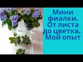 Фиалки. Моя мини коллекция. Как правильно отсадить деток.