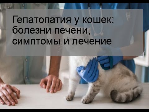 Видео: Воспаление печени (гранулематозное) у кошек