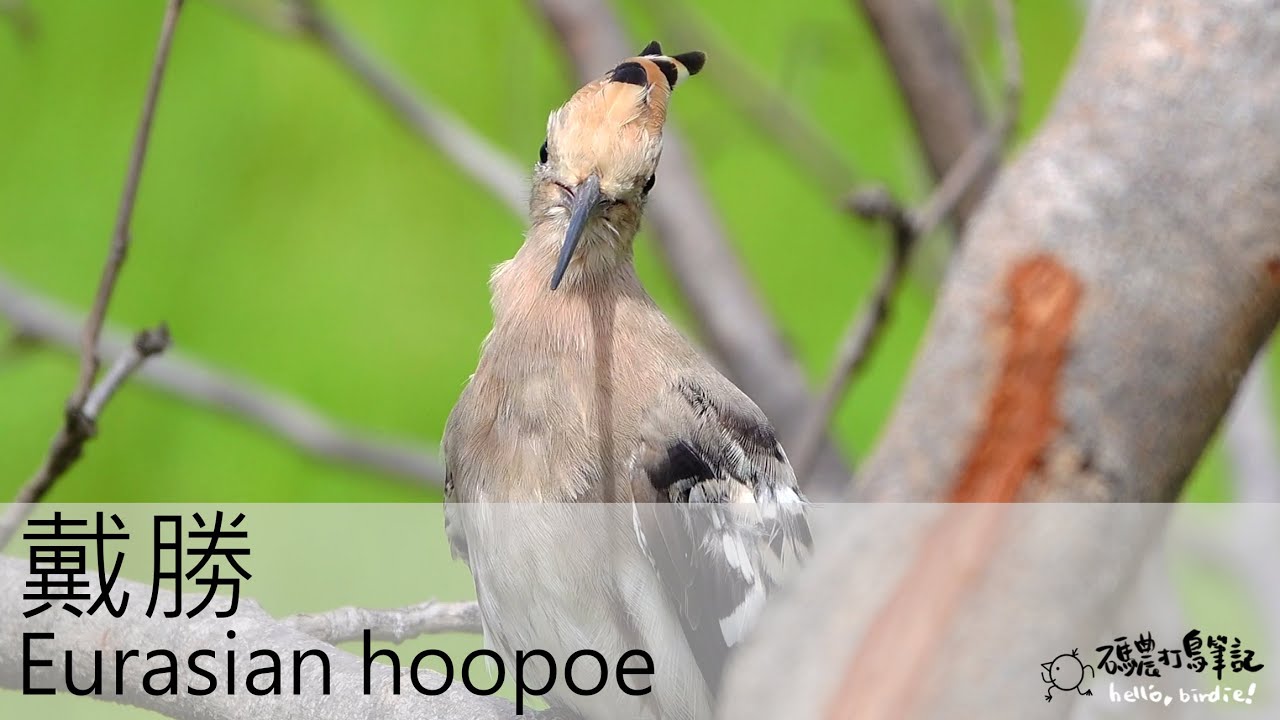 戴勝 Eurasian hoopoe (20221012) 4K