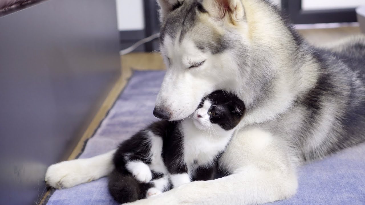 眠そうなハスキー犬にどうしても構って欲しい子猫たちが可愛すぎた Youtube