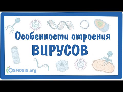 Видео: Какъв тип вирус е бактериофаг?