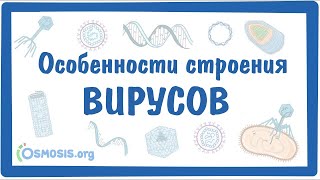 Особенности строения ВИРУСОВ