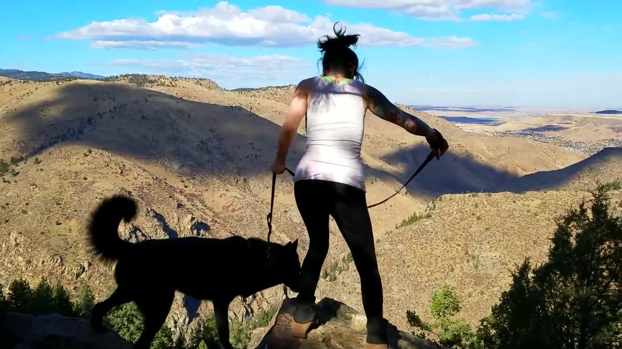pets and animals for sale Climbing Mountains with a Wolfdog