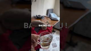 Amojunn Konusan Kedi Videolari En Komik Videolar 429327