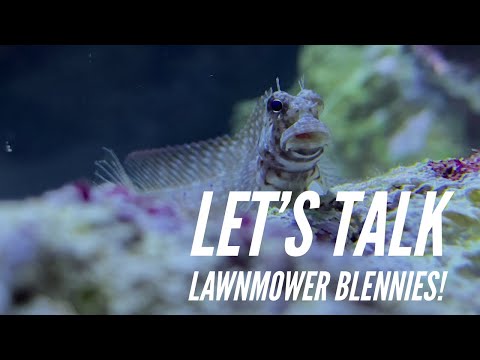 Video: Vše O Blenny Fish And Care Péče O Blennioidy