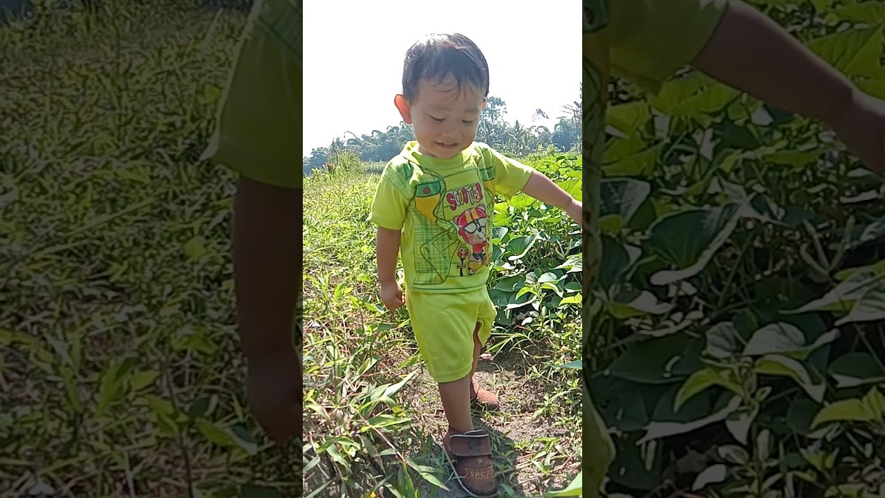 Jalan jalan ke sawah 