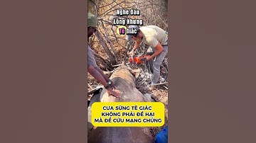 CƯA SỪNG TÊ GIÁC KHÔNG PHẢI ĐỂ HẠI MÀ ĐỂ CỨU MẠNG CHÚNG #kienthucthuvi