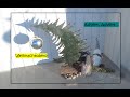 Weihnachtsspecial, schnelle Weihnachtsdekoration für Eingang, Treppe, Hausflur
