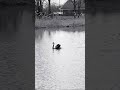 Beautiful Black Swan shows her stuff #swan #animals #birds