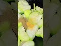❤️❤️#bayan #food #islamicvideo #ytshorts #shortvideo #nurija k66