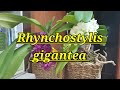 Rhynchostylis gigantea описание и уход.
