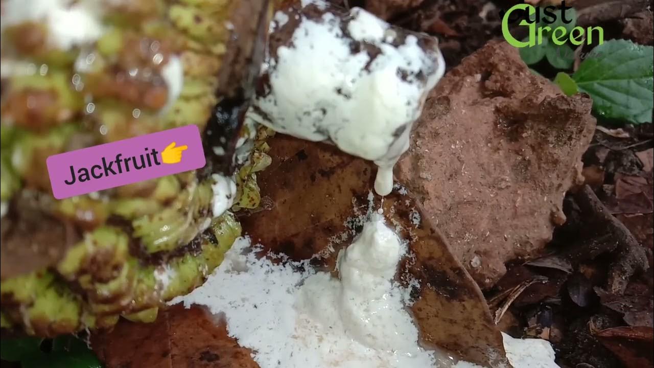 Jackfruit Jackfruit latex jackfruit white liquid YouTube
