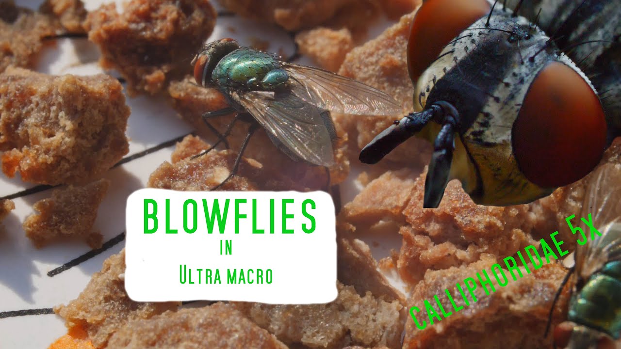 Blowflies (Calliphoridae) in ultra macro, 5x zoom with Laowa 25mm& 100mm