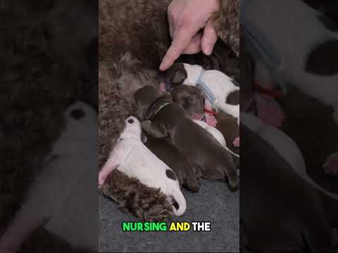 Puppies Cuddle Close to Mom