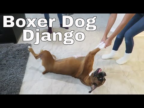 Cara mendapatkan Boxer Dog untuk mandi?