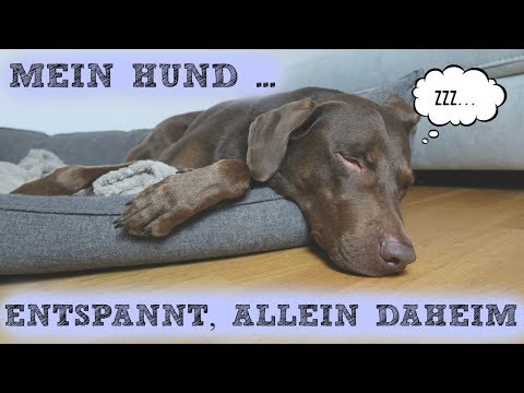 Video: 10 Tipps Zur Sicherheit Von Haustieren, Wenn Ihr Hund Allein Zu Hause Ist