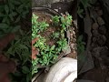 My mini farm #food