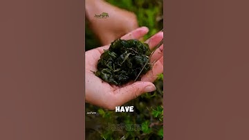 The Ancient Algae That Appears Only After Thunderstorms!