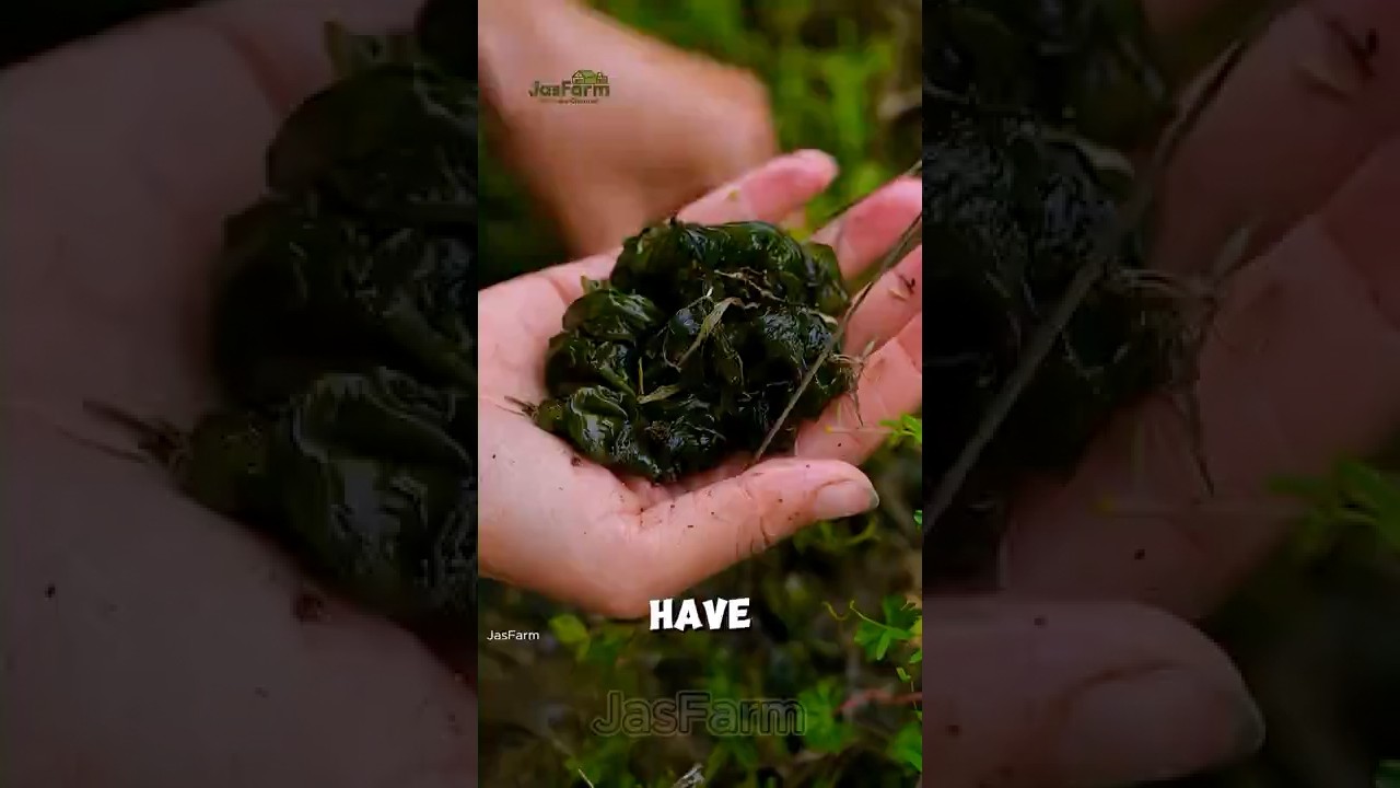 Древние водоросли, которые появляются только после гроз!