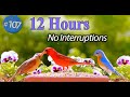 Tv for cats 12 hour bird bonanza uninterrupted cattv with fluttering wings and singing birds