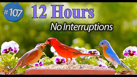 TV for Cats 😻12 Hour Bird Bonanza 🐦Uninterrupted CatTV with Fluttering Wings and Singing Birds