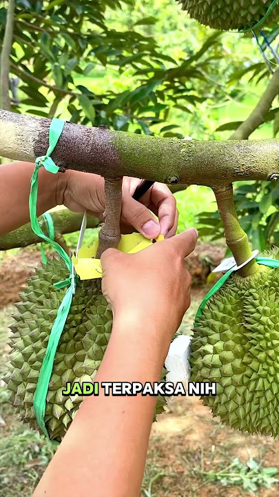 Open duren tasik #durian #kebunduren #buah #tasikmalaya