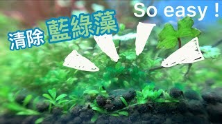 最快的藍綠藻解決方法藻類教學除藻類How to Kill Cyanobacteria