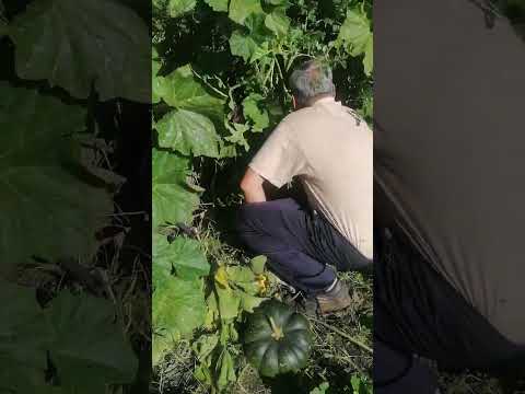 Гарбузи вродили