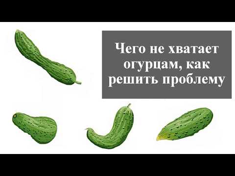 Видео: Ремонт согнутых стеблей растений - информация о том, как исправить растения с согнутыми стеблями