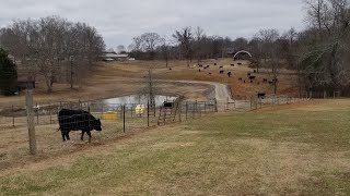 2024 breeding season has begun. Our herd bull didn't waste any time on his 1st day out. by Long Farms 1,125 views 4 months ago 4 minutes, 8 seconds