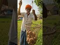 desi jugaad bucket of chikoo #desi #design #jugaad #techno #shortvideo #vastu #viral #video #100