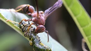 Wasp Eats Monarch Caterpillar FYV