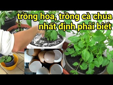 Ăn trứng đừng bỏ vỏ, tận dụng vỏ trứng làm phân bón cho hoa & cà chua rất tốt |schwarz nguyen garden | Foci