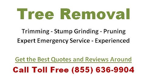 Tree Service Bellingham WA - Free Estimates and Quotes