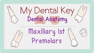 Maxillary 1st Premolar 3D Module | Dental Anatomy | My Dental Key
