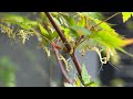 カマキリの孵化（東京）大量のカマキリ