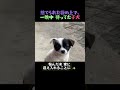 袋の横で一晩中飼い主を待ち続けた、小さな子犬…