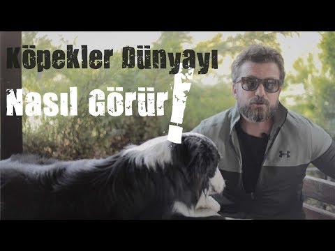 Video: İngiltere'de Senin Pup ile En Epic Walkies Of 14