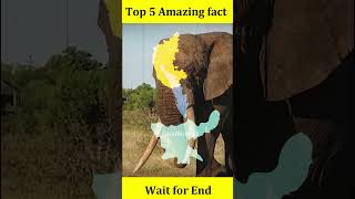 Top 5 Amazing Fact