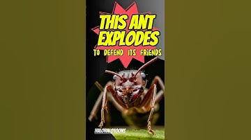 THIS ANT EXPLODES to Defend its Friends! #shorts #viralvideo